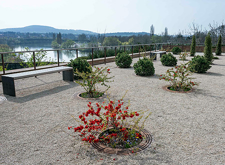 Bild: Künftiger Pomeranzenhain mit Übergangsbepflanzung