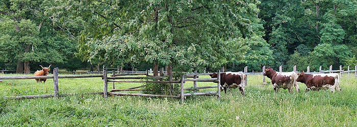 Picture: Meeting of the new cattle with the Scottish Highland Cattle